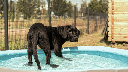 Labrador Dobermann Welpe Niedlich badet im Pool