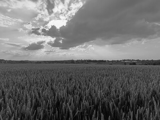 Landscapes - Forest - Europe, Romania