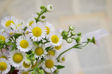 daisies in a vase