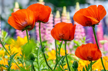 Naklejka premium Red blooming poppies in the park close-up.