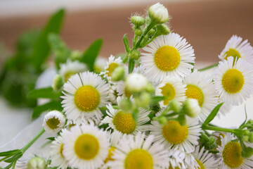 daisies in a vase