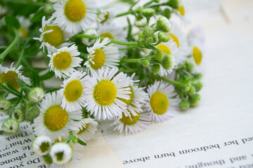 bouquet of flowers