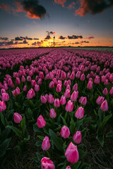 Golden Hour in Tulip Fields