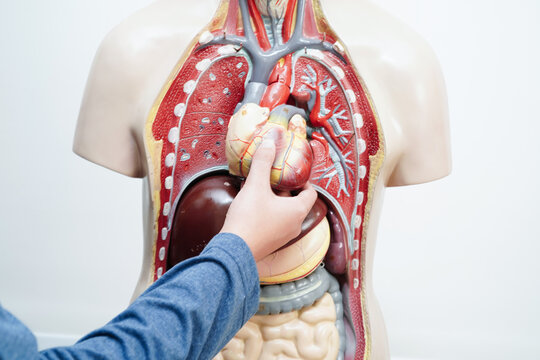 Asian student learning with human body model in anatomy biology in classroom at high school. - Powered by Adobe