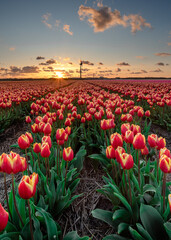 Breathtaking Sunset in Tulip Field