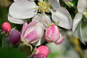Detail of a blooming flower on an apple tree in the spring