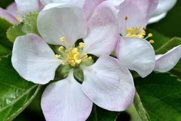 Macro photography of a white apple tree flower in the spring when it blooms