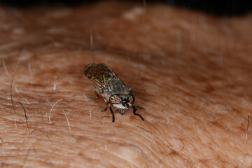 Regenbremse,  Regenbogenbremse, Haematopota pluvialis