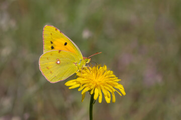 Yellow Glory butterfly on the plant - Colias crocea