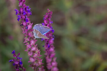 blue agro butterfly on purple flower, Polyommatus huberti