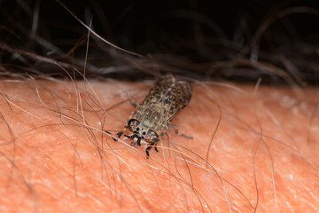 Regenbremse,  Regenbogenbremse, Haematopota pluvialis