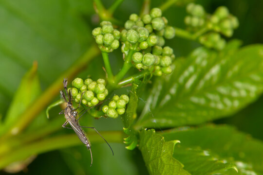 Gemeine Stechm&uuml;cke, Culex pipens