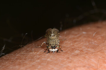 Regenbremse,  Regenbogenbremse, Haematopota pluvialis