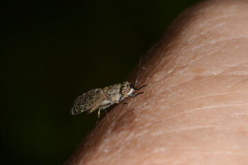 Regenbremse,  Regenbogenbremse, Haematopota pluvialis