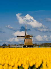 Spring Tulips with Iconic Windmill