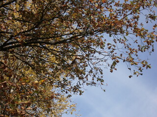 Squirrel hanging upside down on a tree branch.