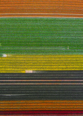 Aerial photography: Tulip Blanket Across the Field