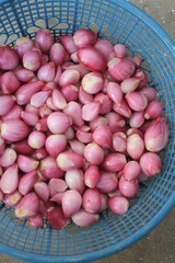 A bunch of peeled red onions in a blue plastic container on the floor

