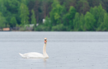 Graceful white Swan swimming in the lake, swans in the wild. Portrait of a white swan swimming on a lake.