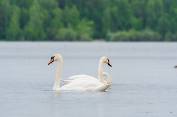 Fototapeta premium Three graceful white swans swims in the lake, swans in the wild.