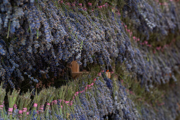 Drying lavender bunches in a shed with natural ventilation. The process of drying lavender in...