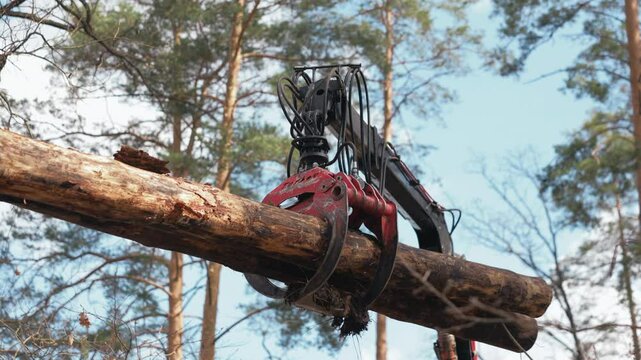 A close-up view of a log, likely pine, being lifted by a forestry machine in the afternoon. The sun shines through the trees, casting shadows on the log and the machine