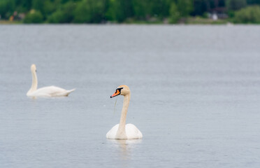 Two Graceful white Swans swimming in the lake, swans in the wild