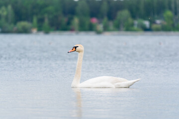 Graceful white Swan swimming in the lake, swans in the wild. Portrait of a white swan swimming on a lake.