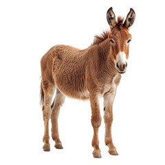 Fototapeta premium Charming Donkey with Expressive Ears Captured Against a Black Background