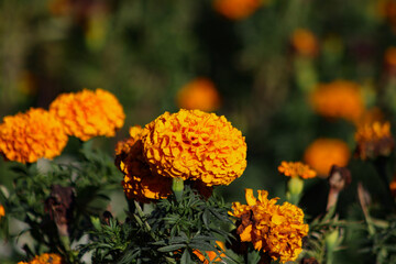 orange flower in the garden