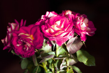 pink rose flower background. Red roses on a bush in the garden, close-up. bouquet of flowers, delicate, beautiful, elegant roses on a flowerbed. Red rose for a holiday, a gift for a girl