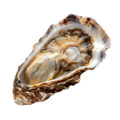 Captivating Close-Up of an Open Oyster Shell Displaying Its Exquisite Inner Beauty