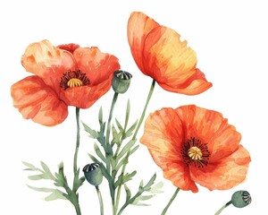 Naklejka premium poppy watercolor on white background Generative AI