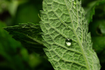 Natural green background with leaves of mint and drop of water on it, macro shot.