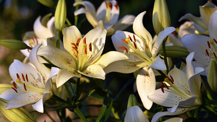 Lilium. white lily. beautiful lily flower, close-up. delicate white lilies in the garden, in the flowerbed. floral background. blurred natural background. summer garden. warm sunset light or dawn.