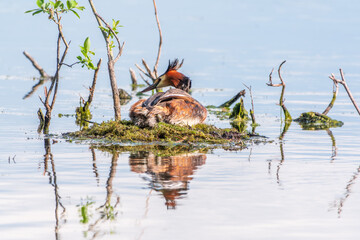 Great Crested Grebe, Podiceps cristatus, water bird sitting on the nest, nesting time on the green lake