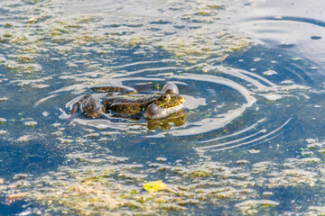A large green frog sits in the marsh.