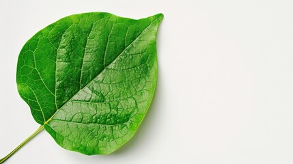 Obraz premium Green leaf in white frame, environmental theme