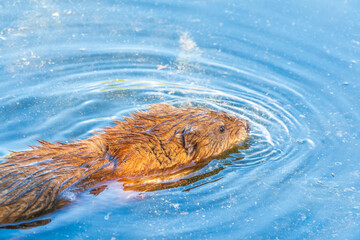Fototapeta premium Muskrat, Ondatra zibethicuseats swiming at the surface of the lake water.