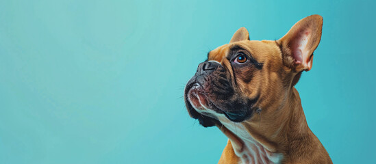 Portrait of a cute and joyful bulldog, perfect for pet-related promotions or animal lovers' content