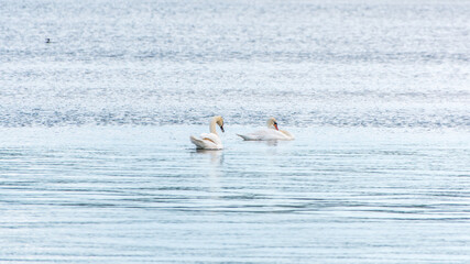 Two Graceful white Swans swimming in the lake, swans in the wild