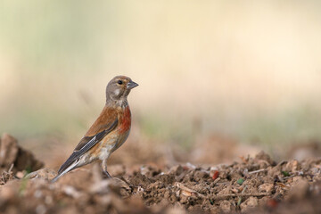 Male Eurasian linnet