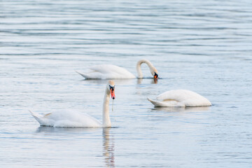 Graceful white Swans swimming in the lake, swans in the wild