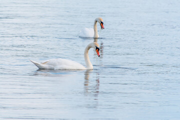 Two Graceful white Swans swimming in the lake, swans in the wild