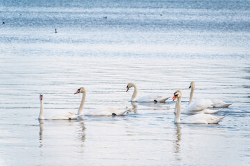 Graceful white Swans swimming in the lake, swans in the wild