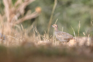 Barbary Partridge (Alectoris Barbara) in the wild