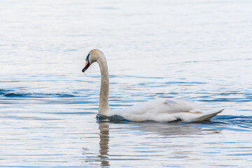 Graceful white Swan swimming in the lake, swans in the wild. Portrait of a white swan swimming on a lake.