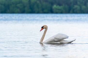 Graceful white Swan swimming in the lake, swans in the wild. Portrait of a white swan swimming on a lake.