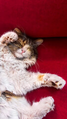 Gray fluffy domestic cat with yellow-green eyes. Pets. Playful mood.