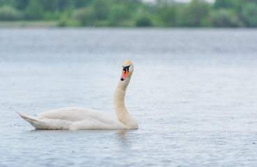 Graceful white Swan swimming in the lake, swans in the wild. Portrait of a white swan swimming on a lake.
